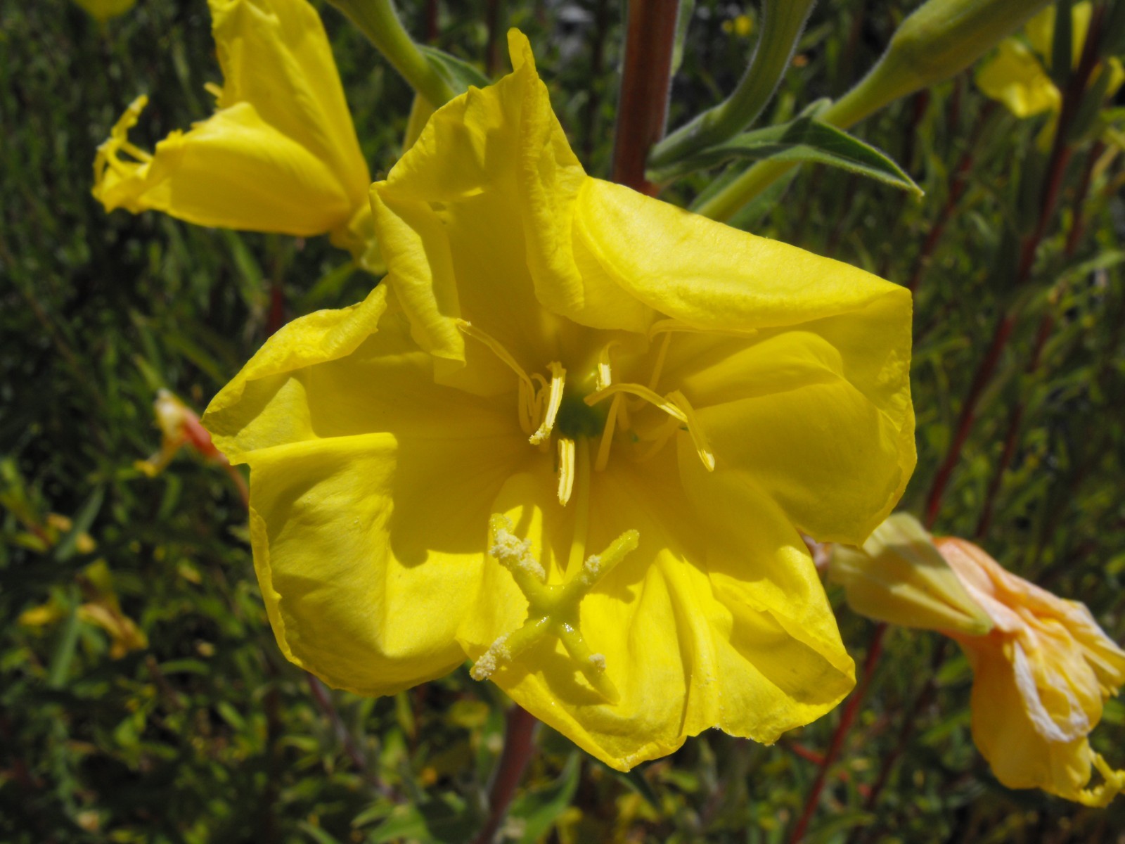 Hooker’s Evening Primrose Seeds for California Native Garden Plants for Drought