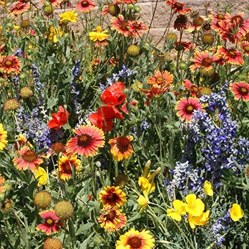 500+ Wildflower Mix Seeds – DROUGHT RESISTANT – 25 Species – Dry Area – Non-GMO