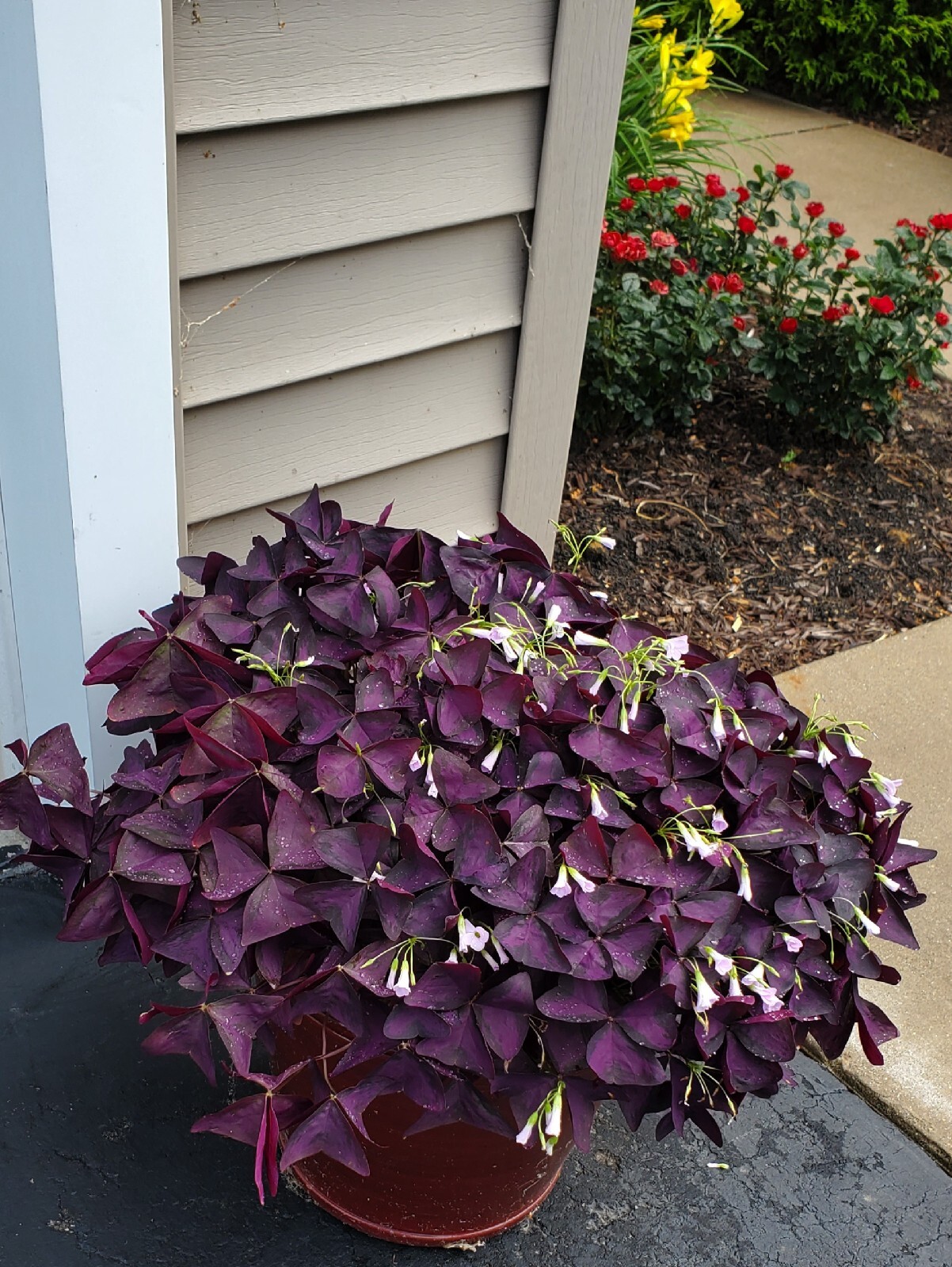 10 – Oxalis Tringularis, Purple Shamrock, Love Plant, Good Luck Plant – bulbs