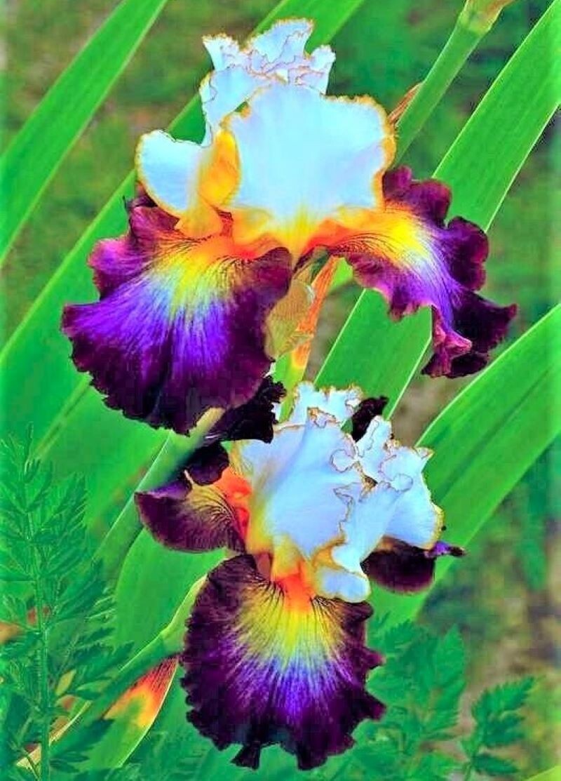 50 Iris Seeds Fragrant Flower Plant (much less money than bulbs)