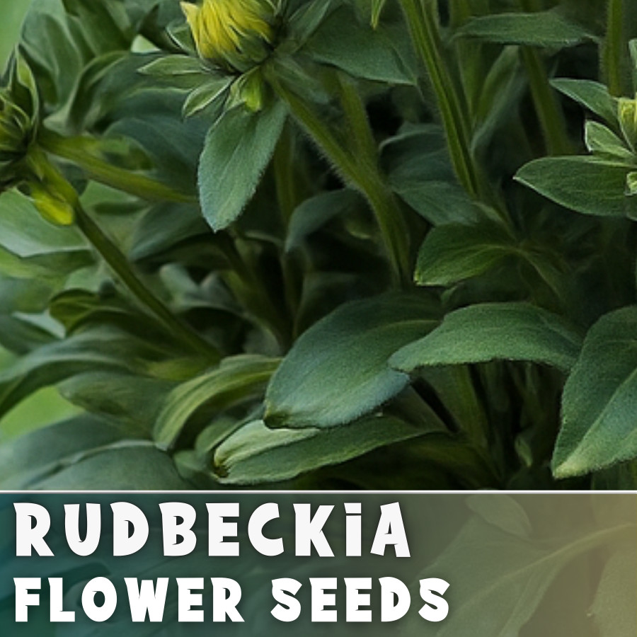 Pink Champagne Rudbeckia Seeds 125+ Seeds Annual Flower Seeds Garden