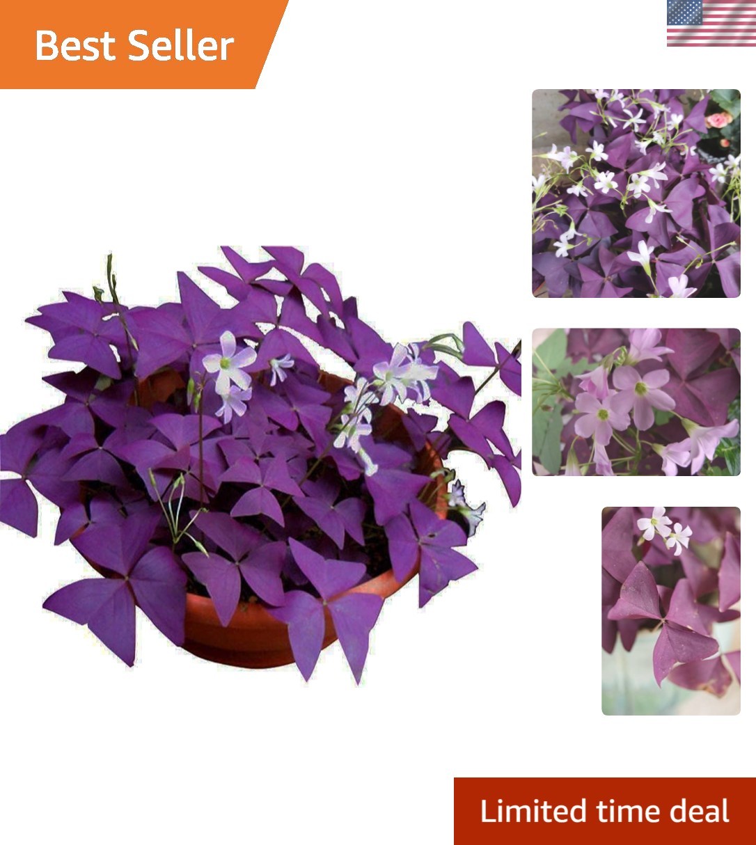 Good Luck Purple Shamrocks – 12 Air-Purifying Oxalis Bulbs for -Round Blooms