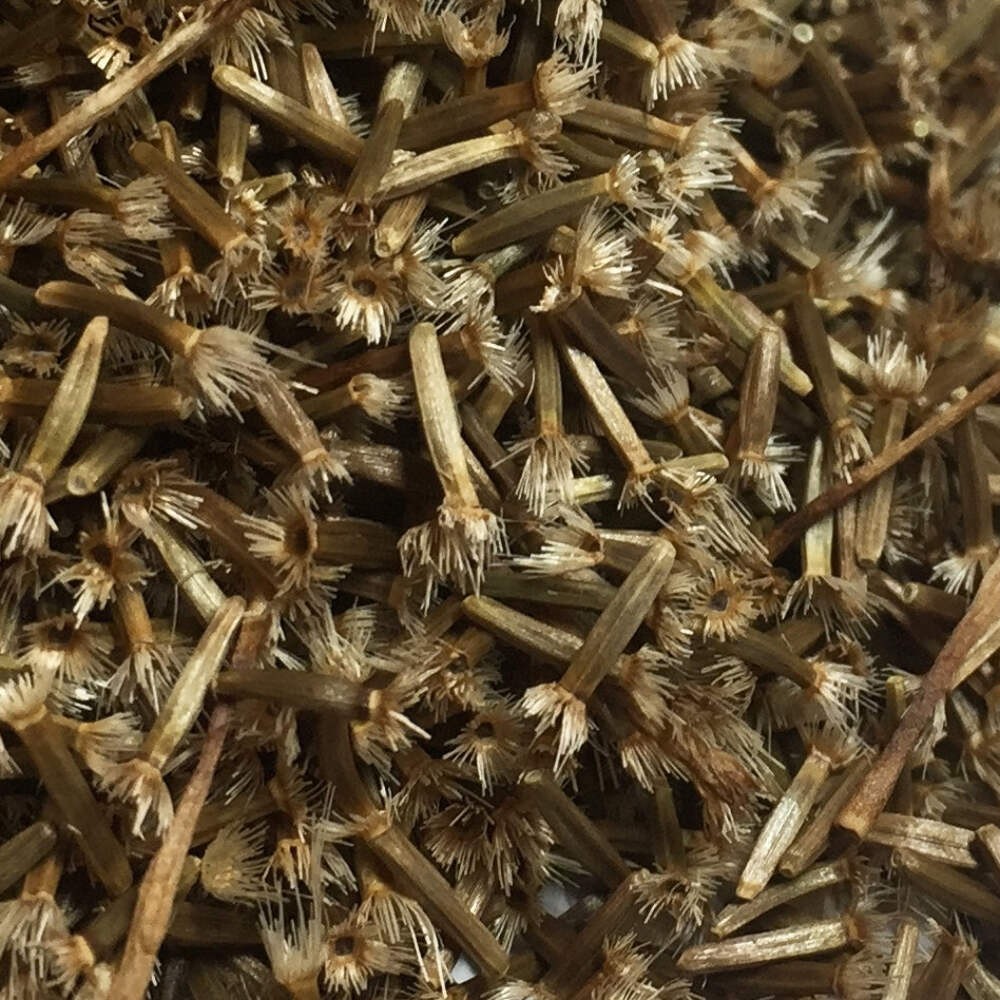 Elecampane Seeds (Inula helenium) ~Traditional Herb Perennial Pollinator Garden