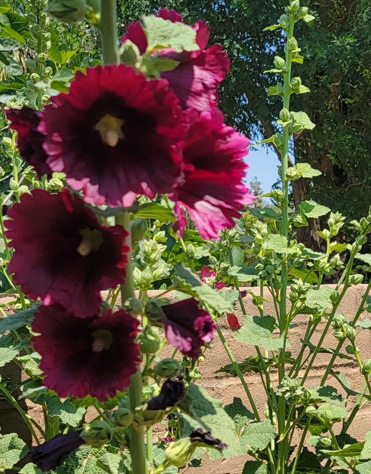 100 HOLLYHOCK  Flower Seeds Tall Beautiful Wildflowers Mystery Mixture Colors