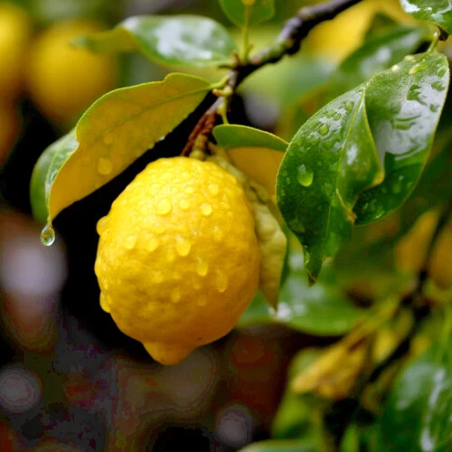 California only! Yuzu bush (12-18″ tall), rooted, No ship Az, Tx, Fl, La, Ak