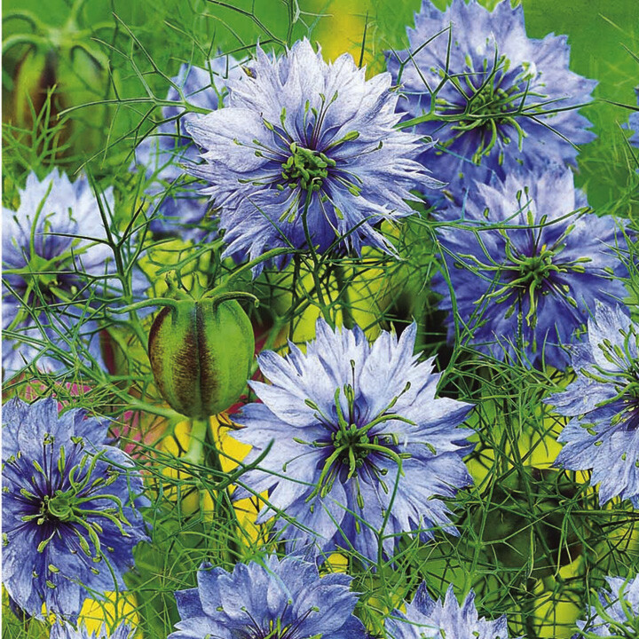 501+LOVE IN A MIST Flower Seeds Flowering Annual Cut Dried Flowers Container