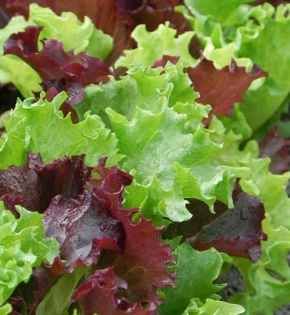 1000+ LETTUCE SEEDS – Mixed Greens – Gourmet Mixture —– FRESH