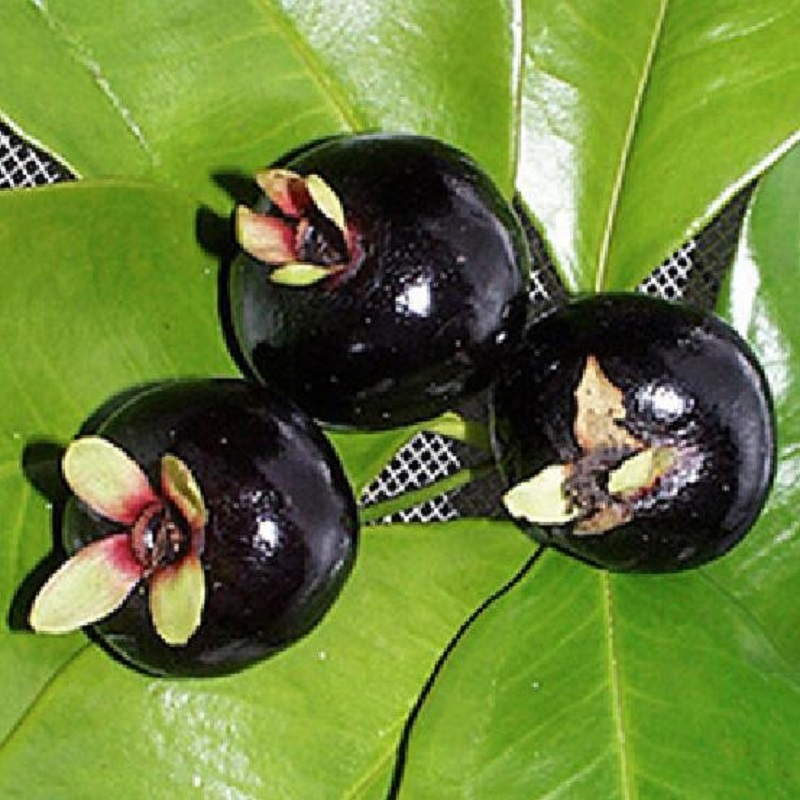 ~GRUMICHAMA~ Eugenia braziliensis FRUIT TREE Brazilian Cherry sml starter Plant