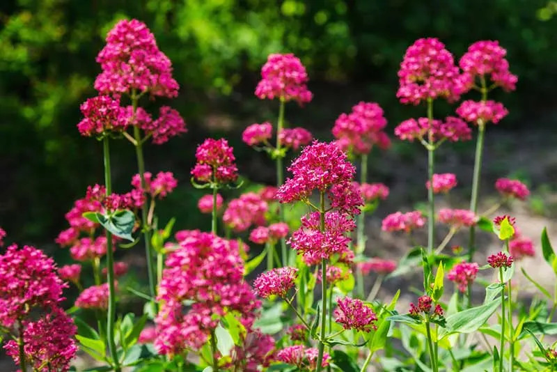 Valerian seed Centranthus Ruber “Pink Betty” 100 seeds for 2023