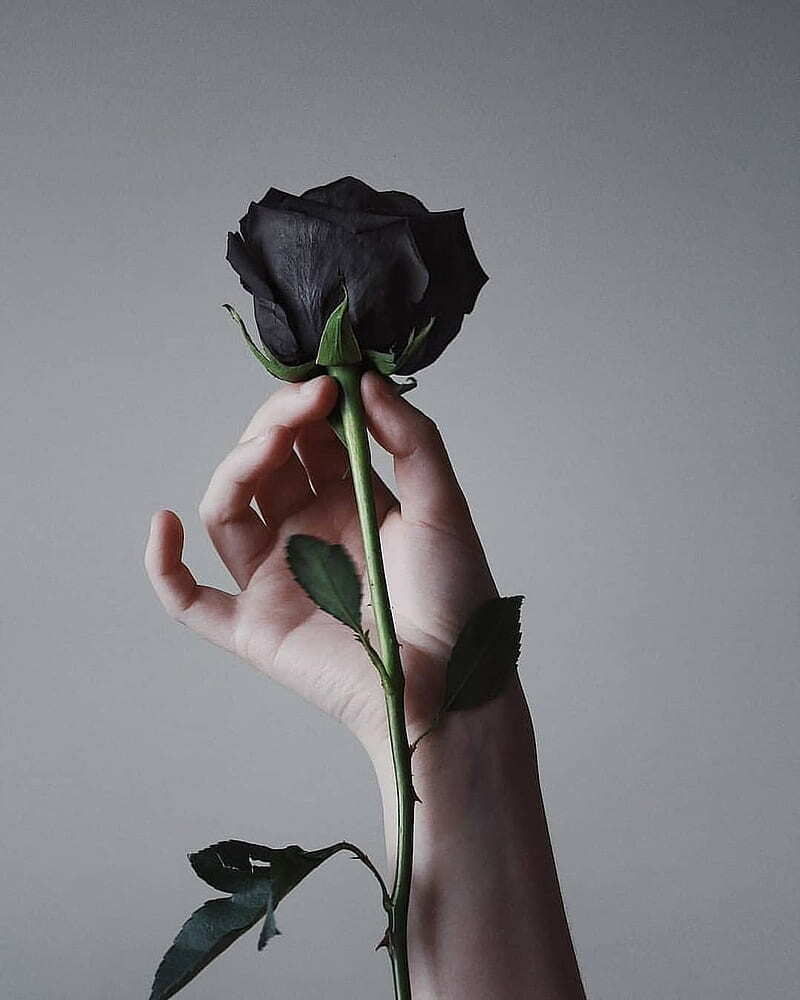 Midnight Blue, Black, Duo Color Rose 100 Seeds~ Rare-Free Shipping-USA Seller