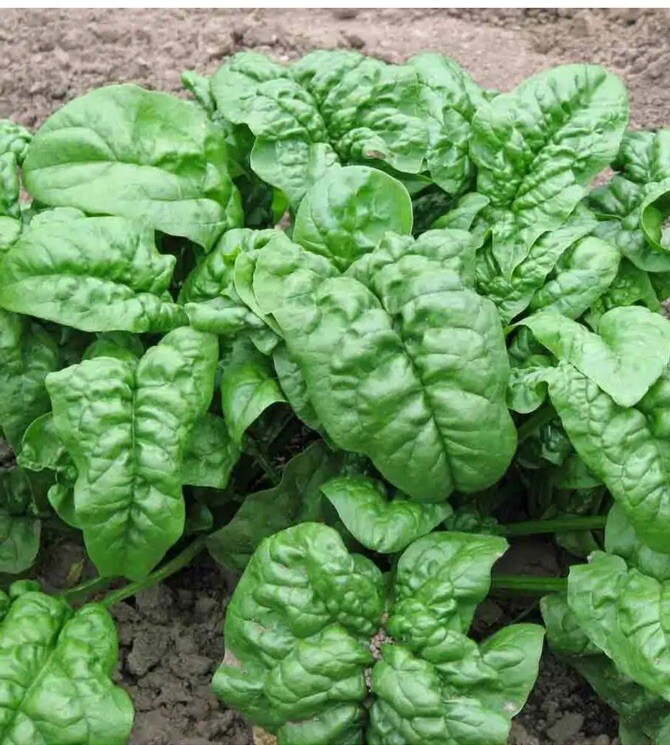 🔆🔆1200+ GIANT NOBLE SPINACH SEEDS NON – GMO LONG STANDING SPINACH VARIETY 🔆