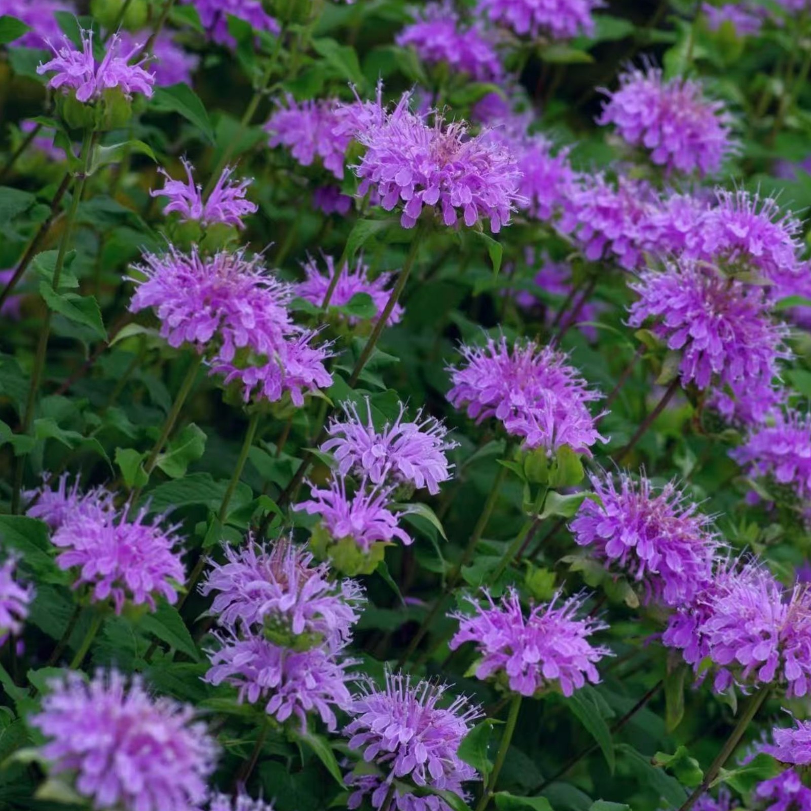 1000 Purple Bee Balm Seeds Monarda – Perennial Flower for Pollinators Zones 4–9