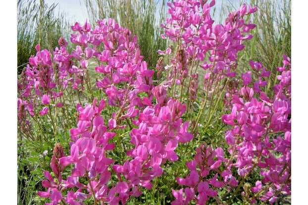51+UTAH Northern SWEETVETCH Seeds Native Wildflower Drought Heat Cold Poor Soils