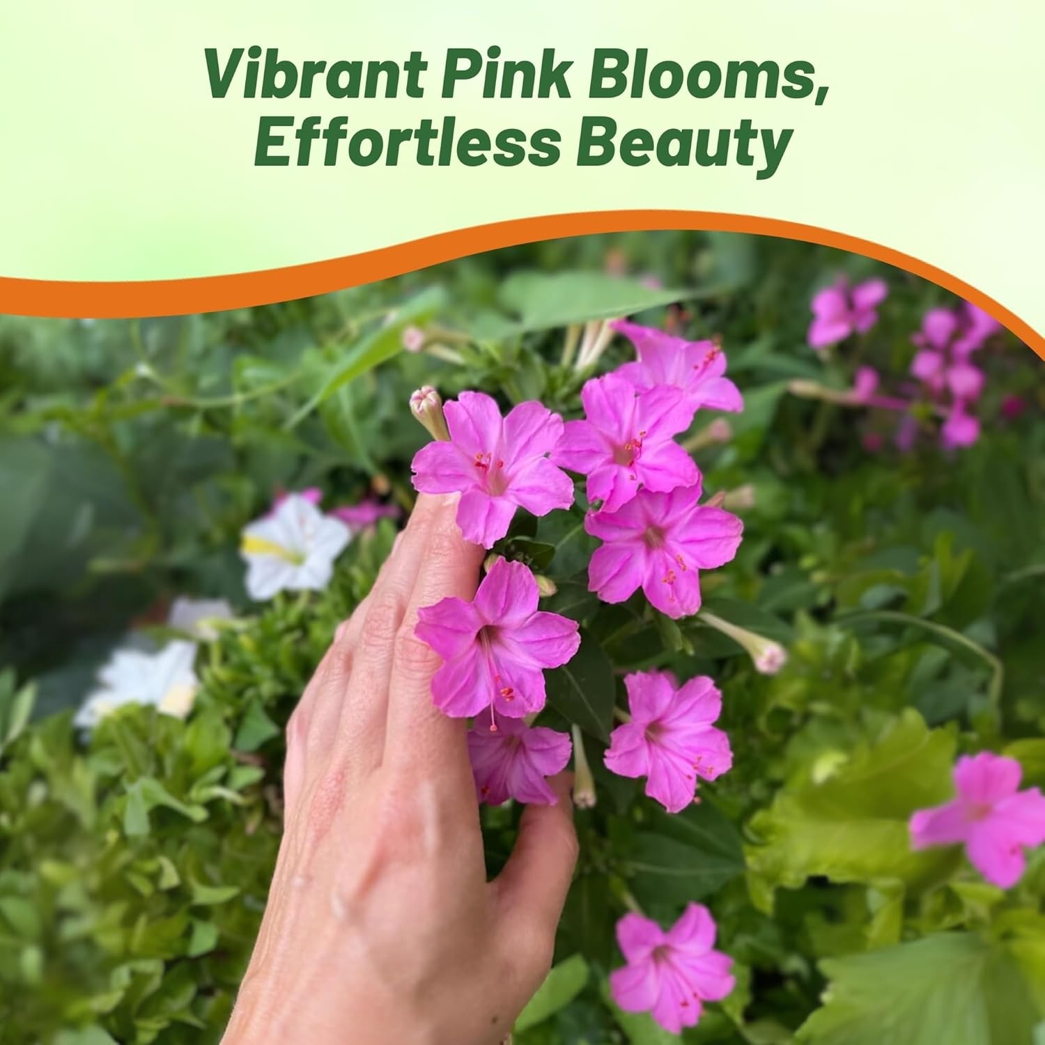 1 LB Four O’ Clock Seed – Mirabilis Jalapa Pink Flower Seeds