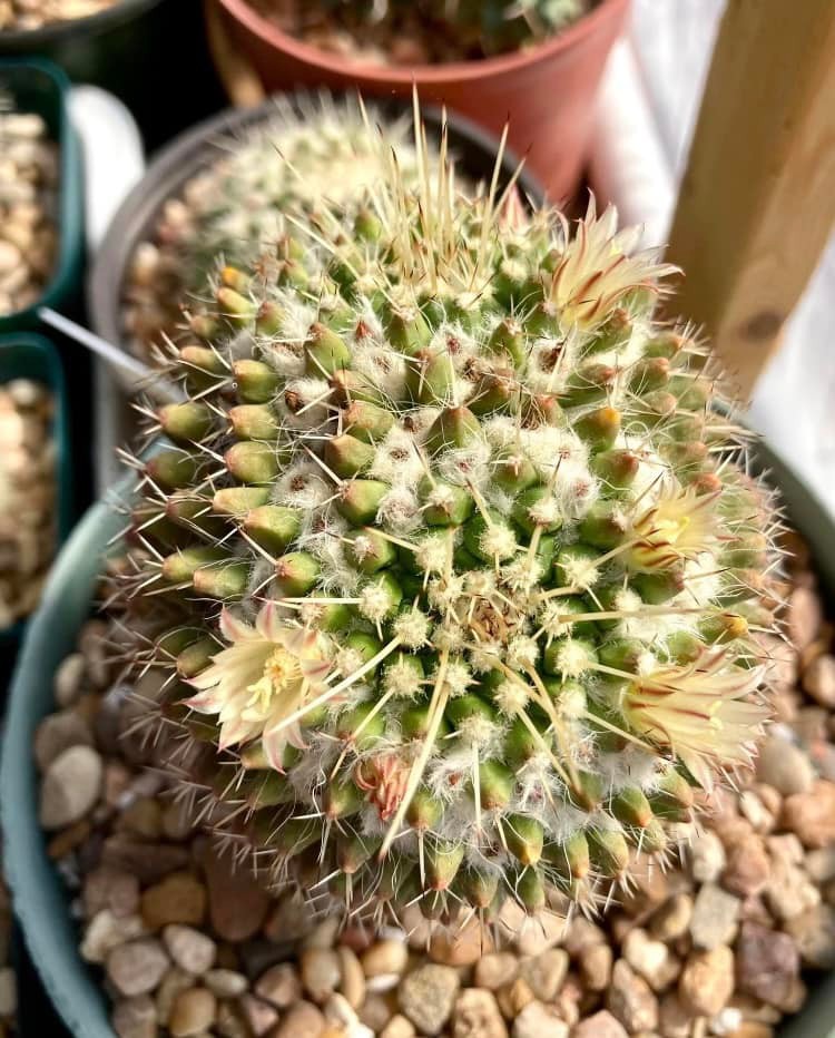 Seed- Mammillaria nejapensis 25-100 seeds (2024)