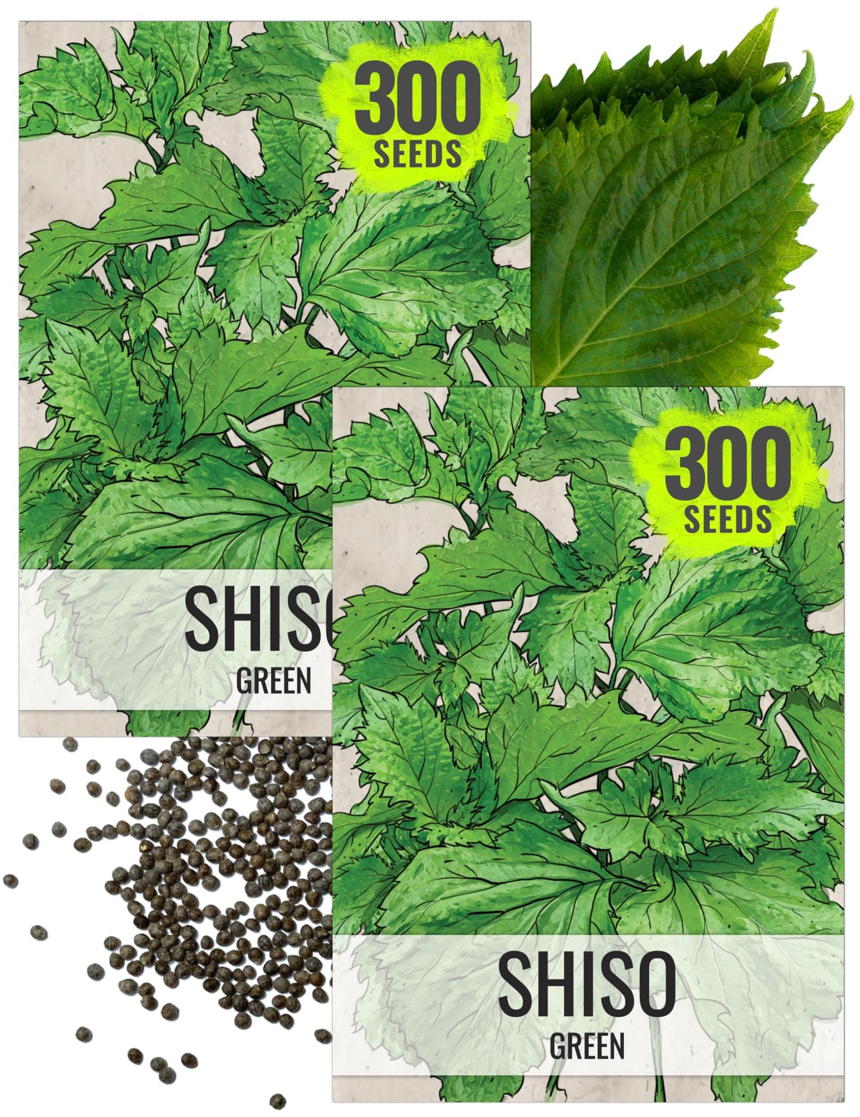 Shiso Seeds for Planting Green Perilla – Non-GMO Culinary Herb (2 Packs)