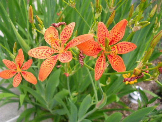 2 Blackberry Lily (aka- Leopard lily)~live, shipped bare-root