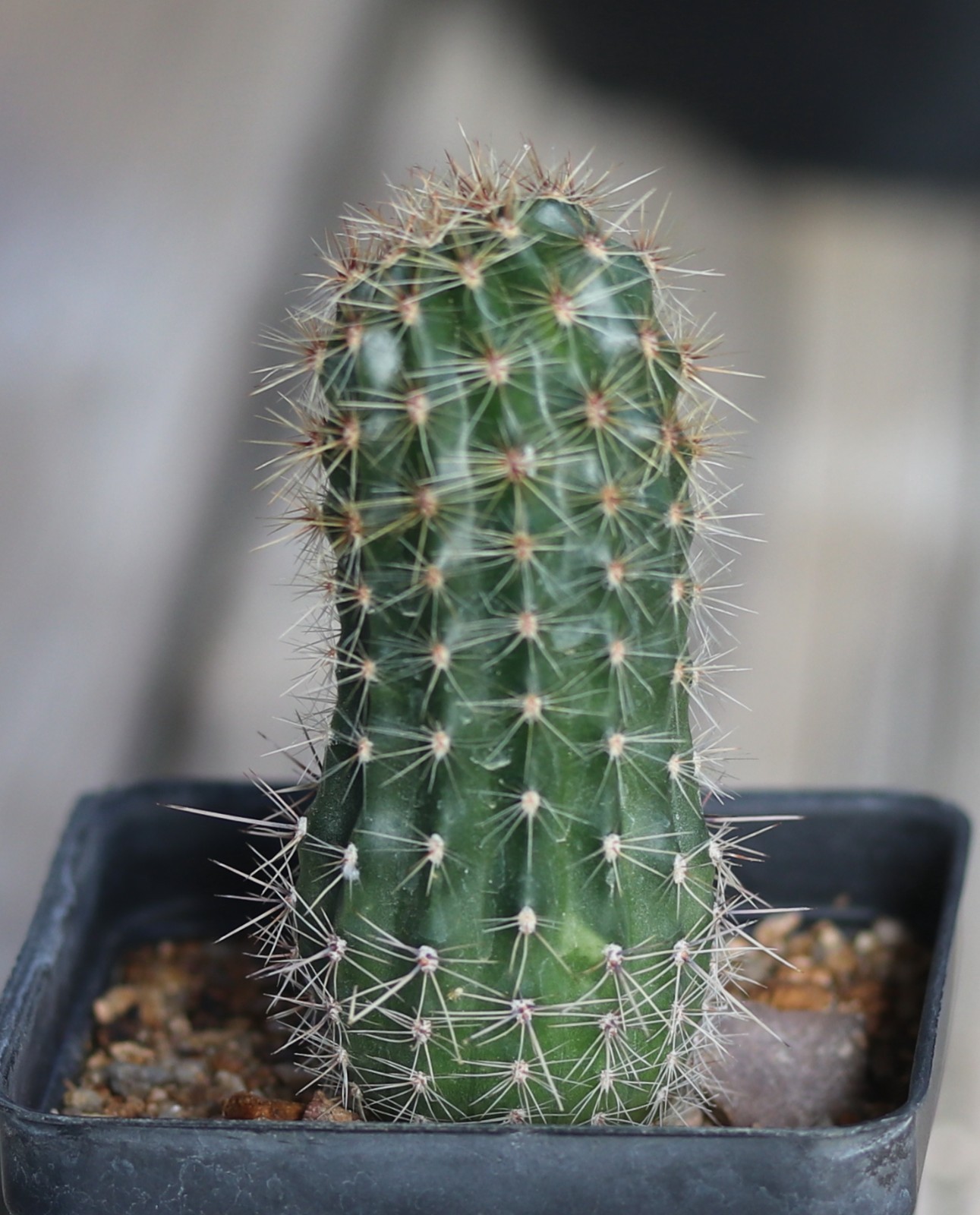 Echinopsis hybrid ‘Supernova’