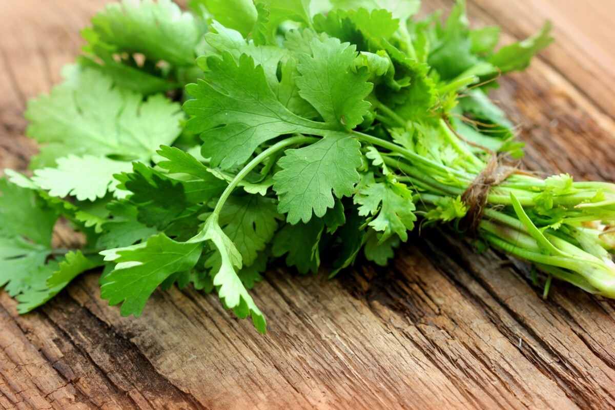 Cilantro Microgreen Seeds | Non-GMO Coriander Seeds Bulk USA Free Shipping