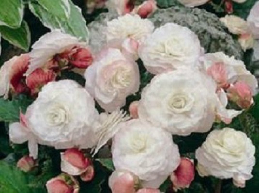MPB#3 Begonia Seeds Appleblossom Nonstop 15 Pelleted Seeds