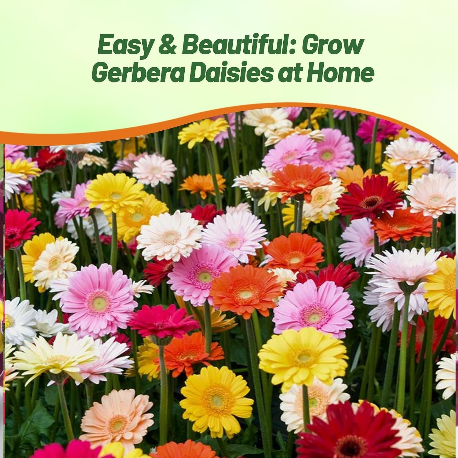 100 Heirloom Hybrid Gerbera Seeds – Beautiful Blooms for Spring to Fall Beauty