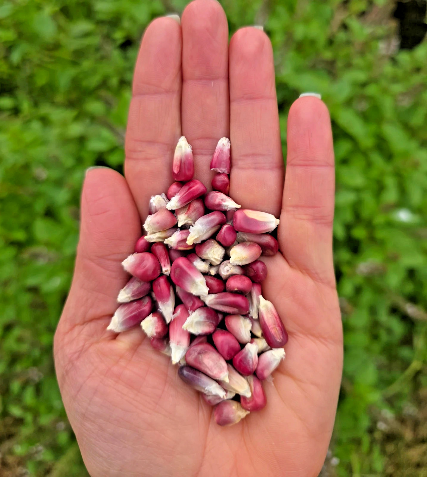 Pink Xocoyul Corn Seeds 25 Rare Heirloom Mexican Pink Maize Non GMO USA
