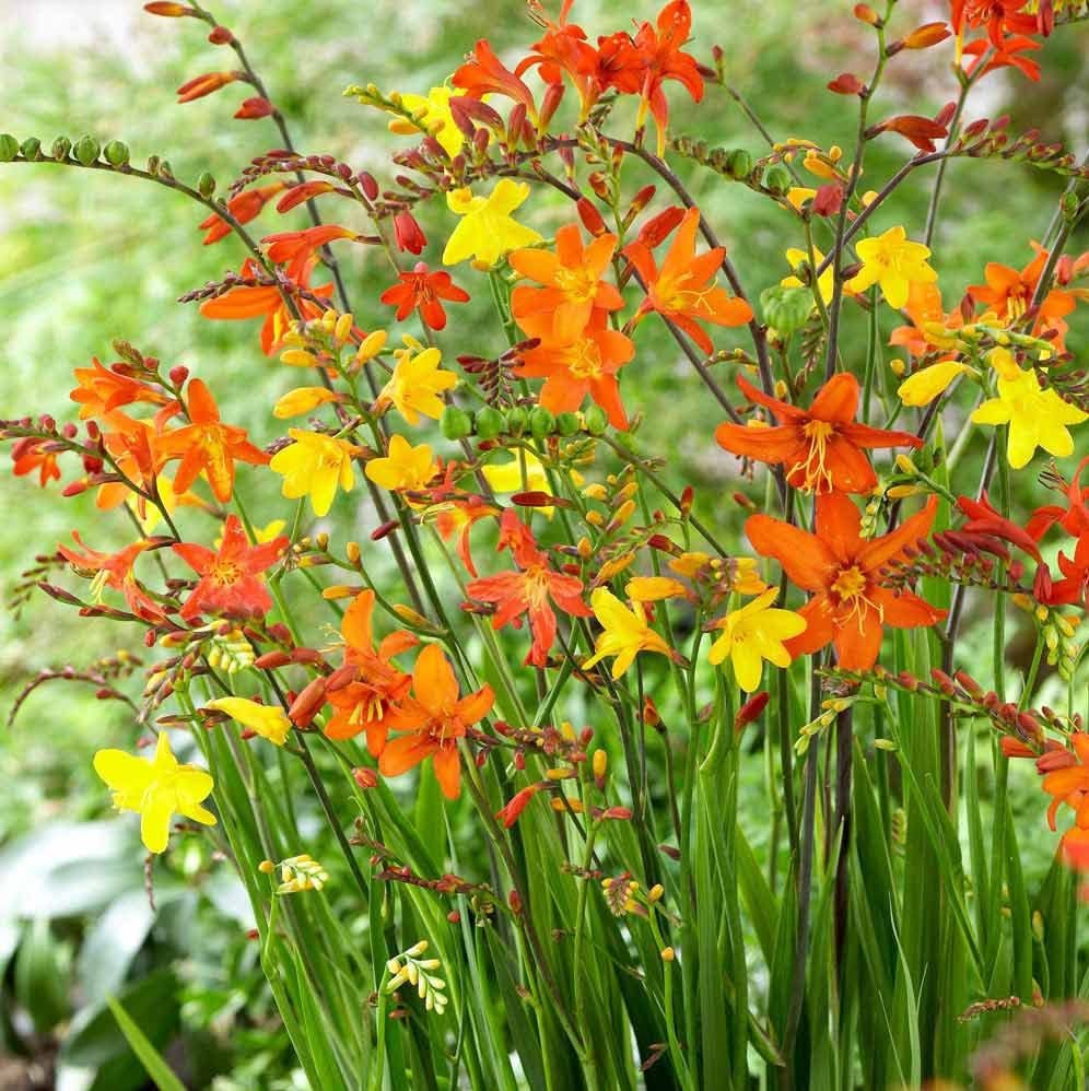 3 Crocosmia MIXED COLOR LOT Flower Bulbs Attracts Hummingbirds *Ready to Plant