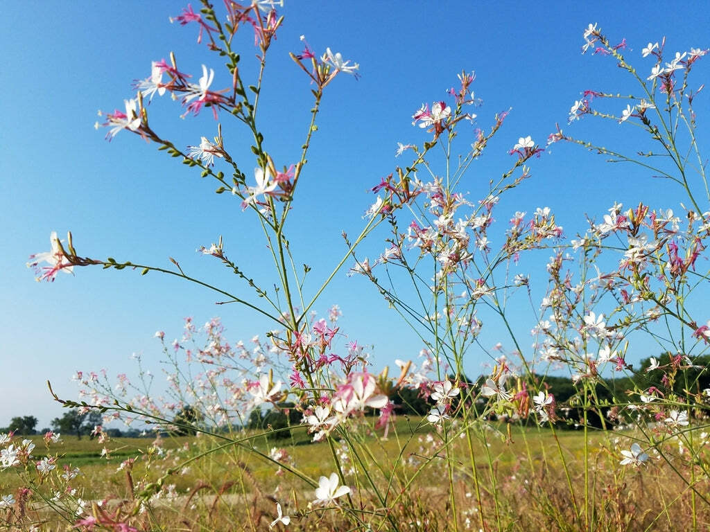 Oenothera gaura | Biennial Gaura | Beeblossom | 10 Seeds