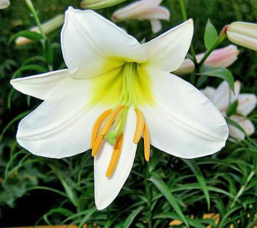 Lilium regale | Regal, Royal or King’s Lily | 10 Seeds