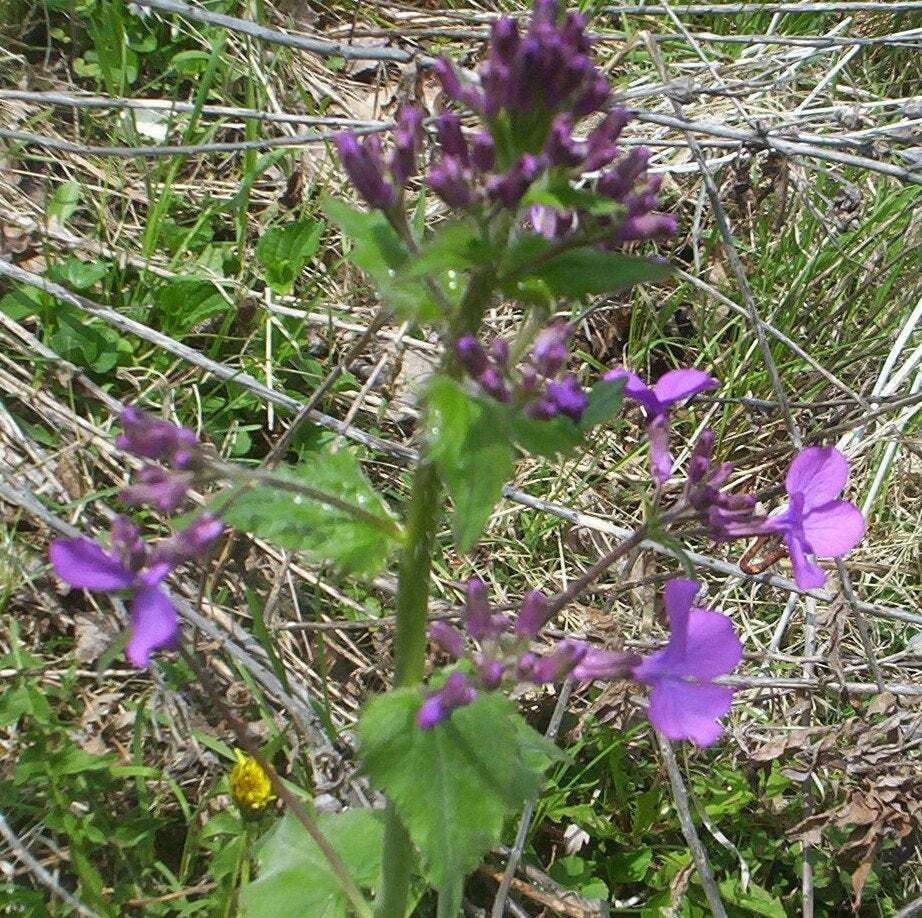100 SEEDS MONEY PLANT LUNARIA BIENNIS