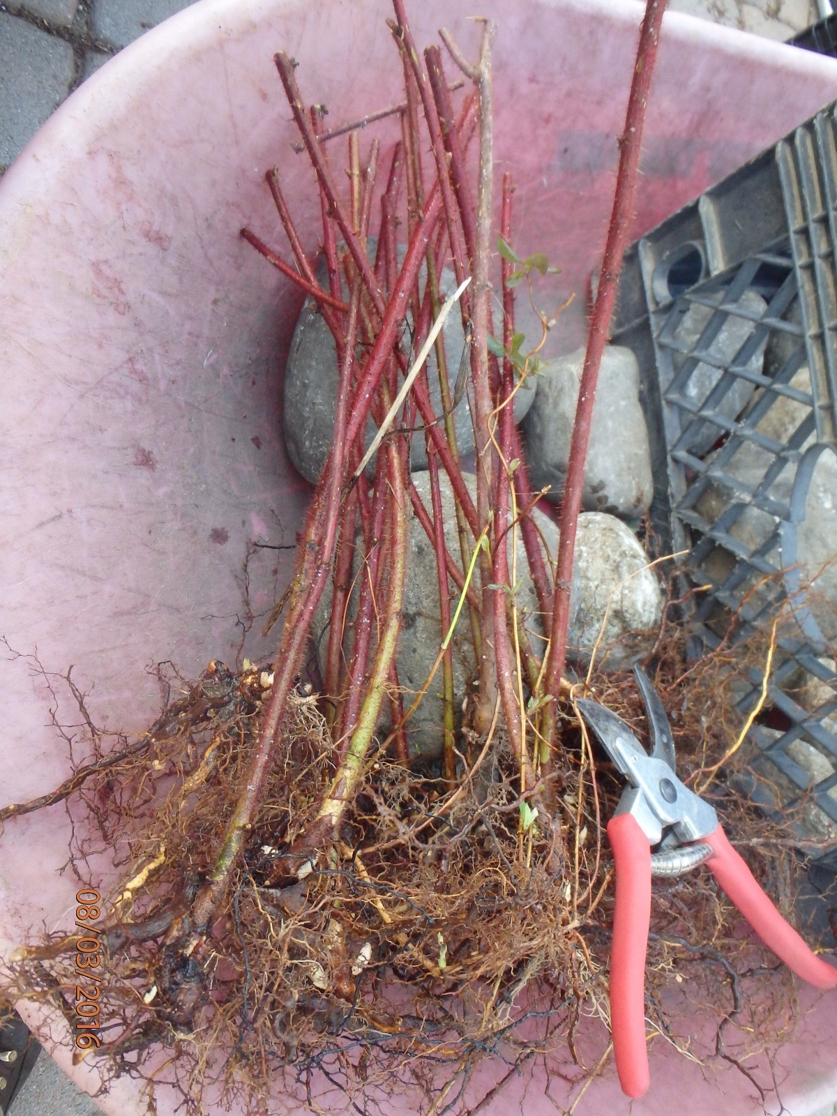 Wineberry ! Rubus phoenicolasius. Live plants, roots wrapped in wet, no leaves