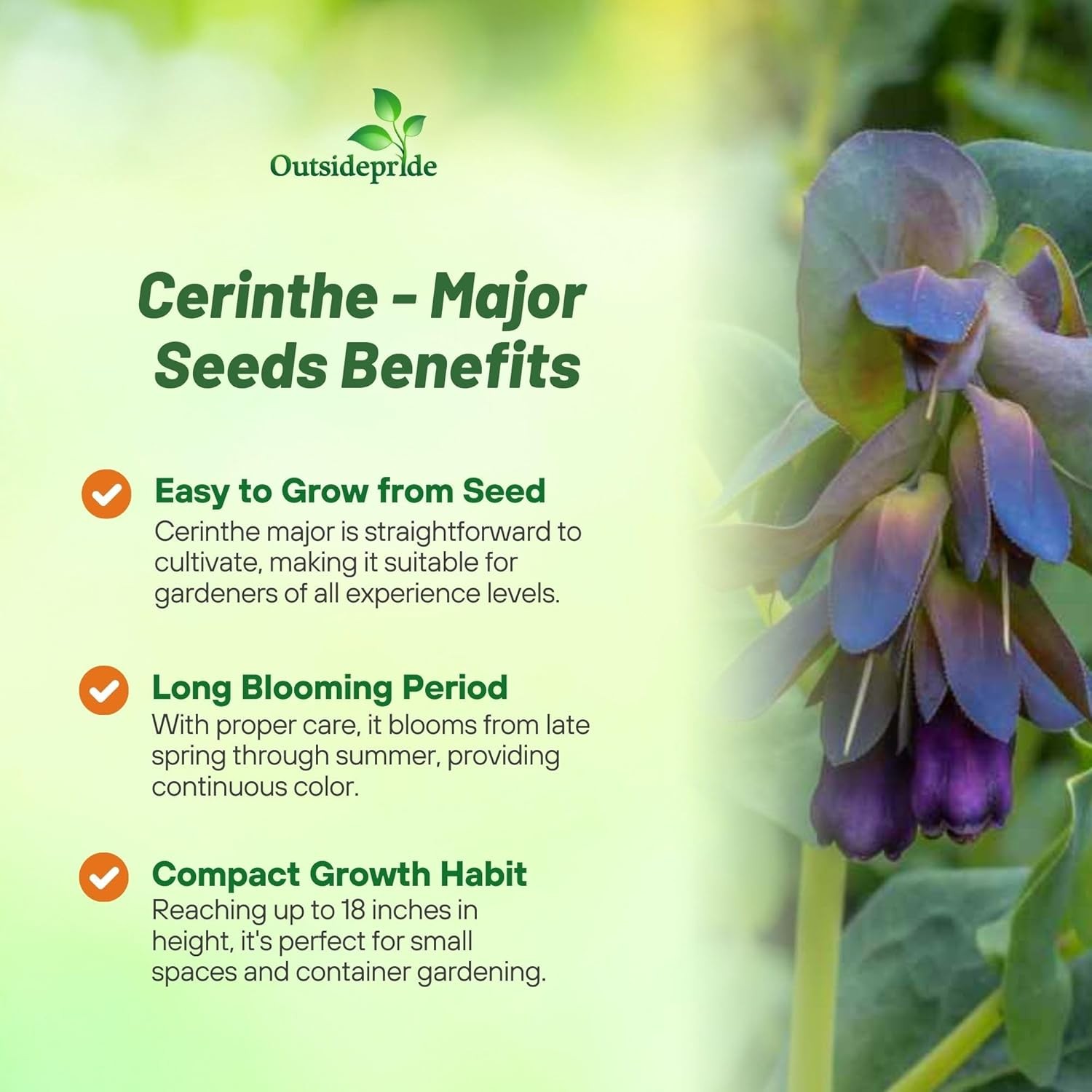 50 Seeds Honeywort Seeds – Cerinthe Major Flower Seeds