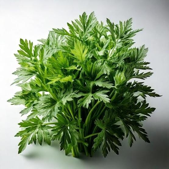 Mugwort Seeds – Artemisia_vulgaris – Medicinal Herb Seeds FREE SHIPPING! USA