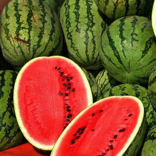 Jubilee Improved Watermelon Seeds | Heirloom / Non-GMO | Free Shipping | 1040