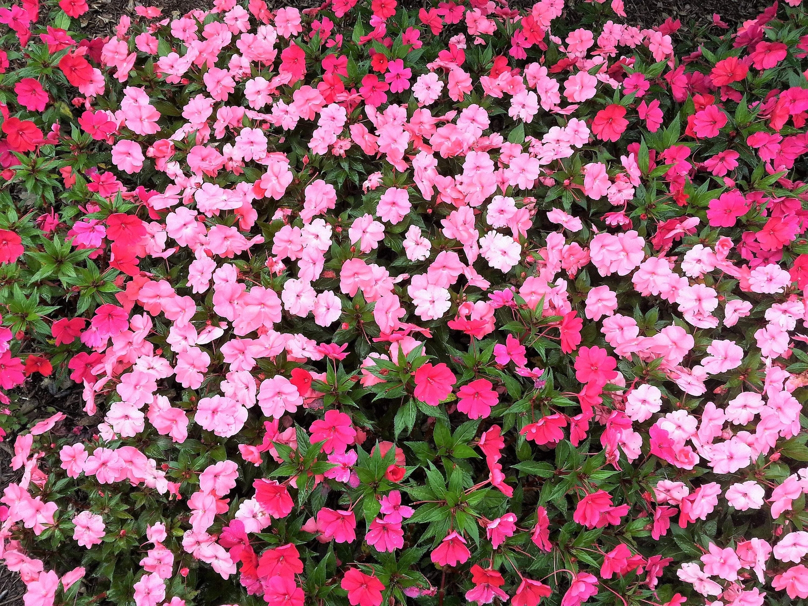 50 DWARF PINK IMPATIENS Walleriana Sun or Full Shade Flower Seeds *Flat Shipping