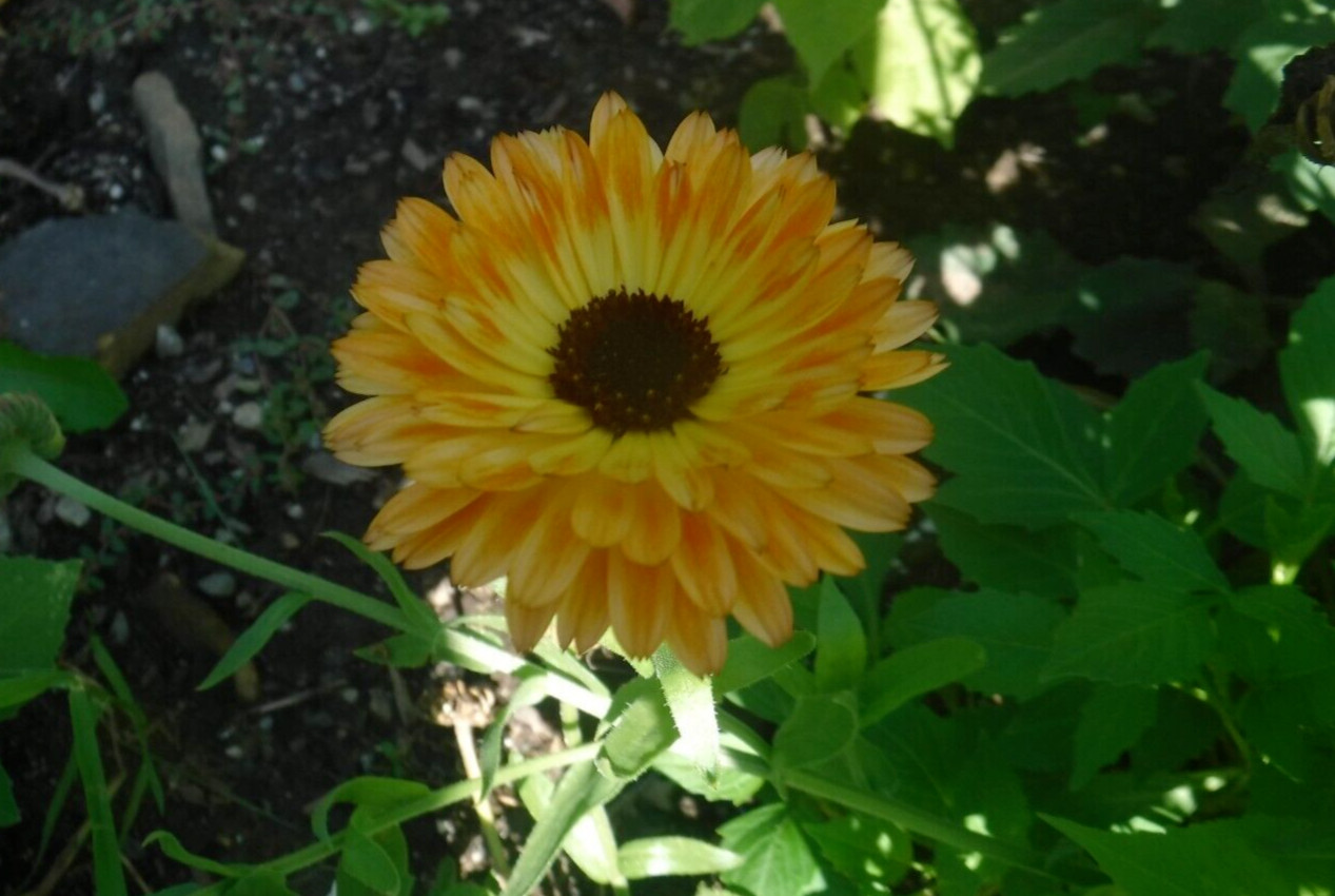 calendula mix 35+ Seeds