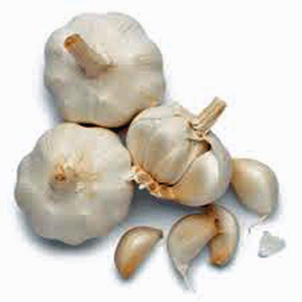 Garlic Bulb 8 Pack, Fresh California SOFTNECK Garlic Bulb for Planting and Gr…