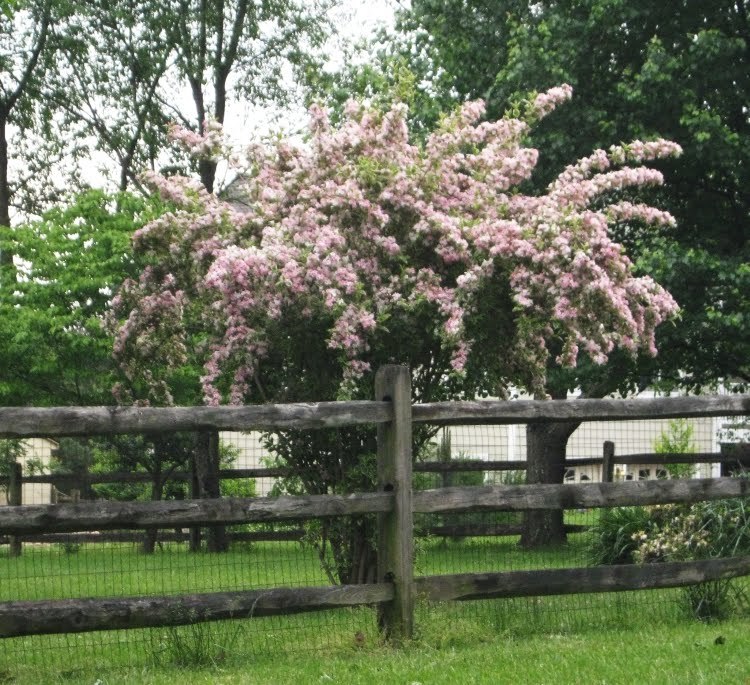 Weigela florida, Shrub Seeds (Fast, Showy, Hardy, Hummingbirds)