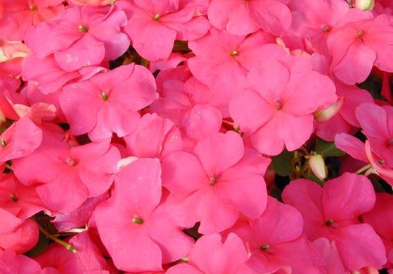 Impatiens Seeds 50 Seeds Impatiens Super Elfin Lipstick
