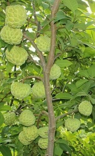 10 Seeds Organic Sugar Apple Annona Squamosa Tropical Fruit Plant, 2024 Season