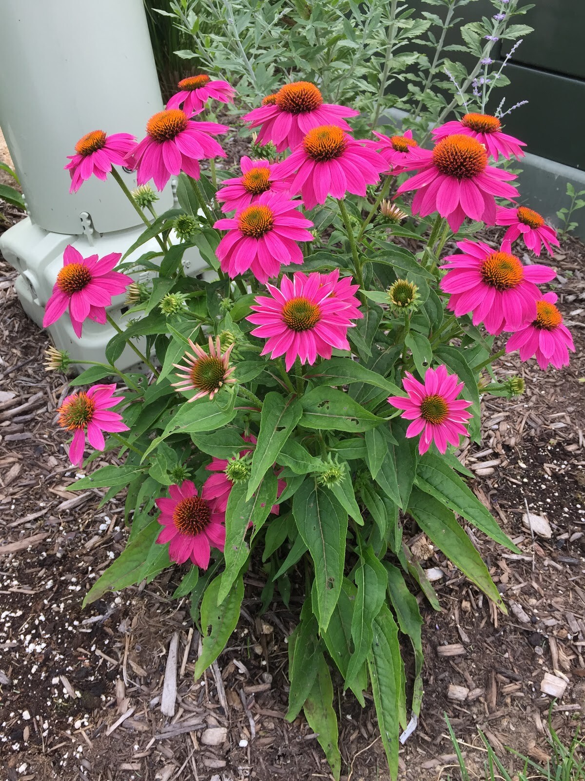 Pow Wow Wild Berry Coneflower 30+ Seeds Echinacea Fresh From Our Farm!