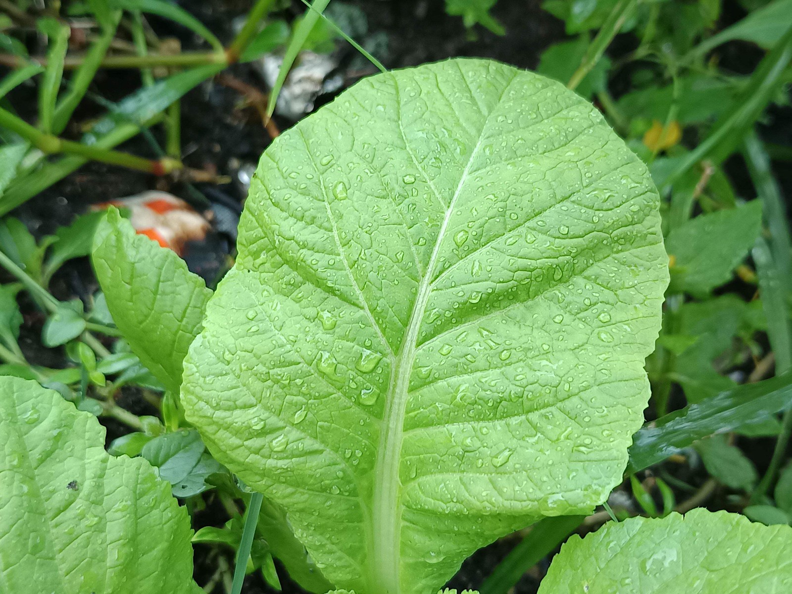 3000 FLORIDA BROADLEAF MUSTARD Brassica Juncea Herb Vegetable Seeds *Combined SH