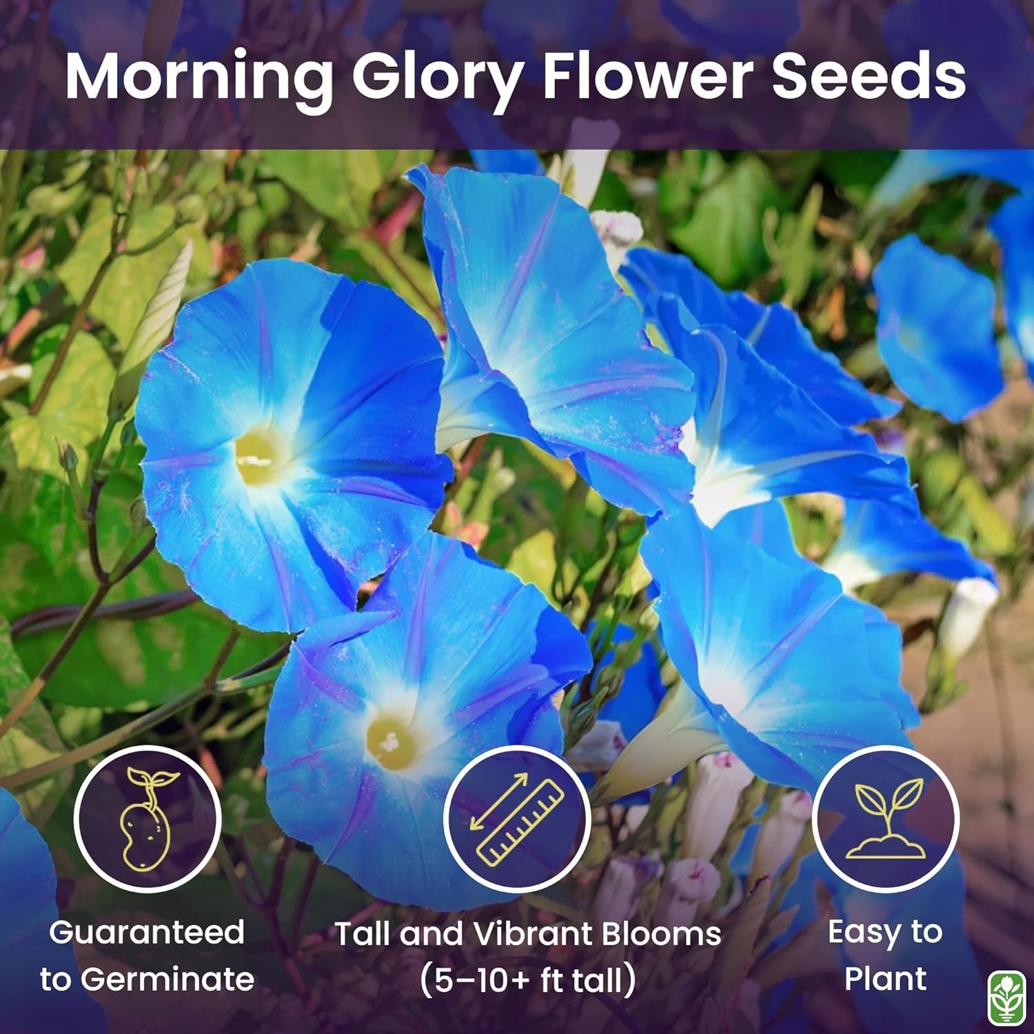 250 Fast-Growing Blue Morning Glory Seeds – Attract Butterflies & Hummingbirds!