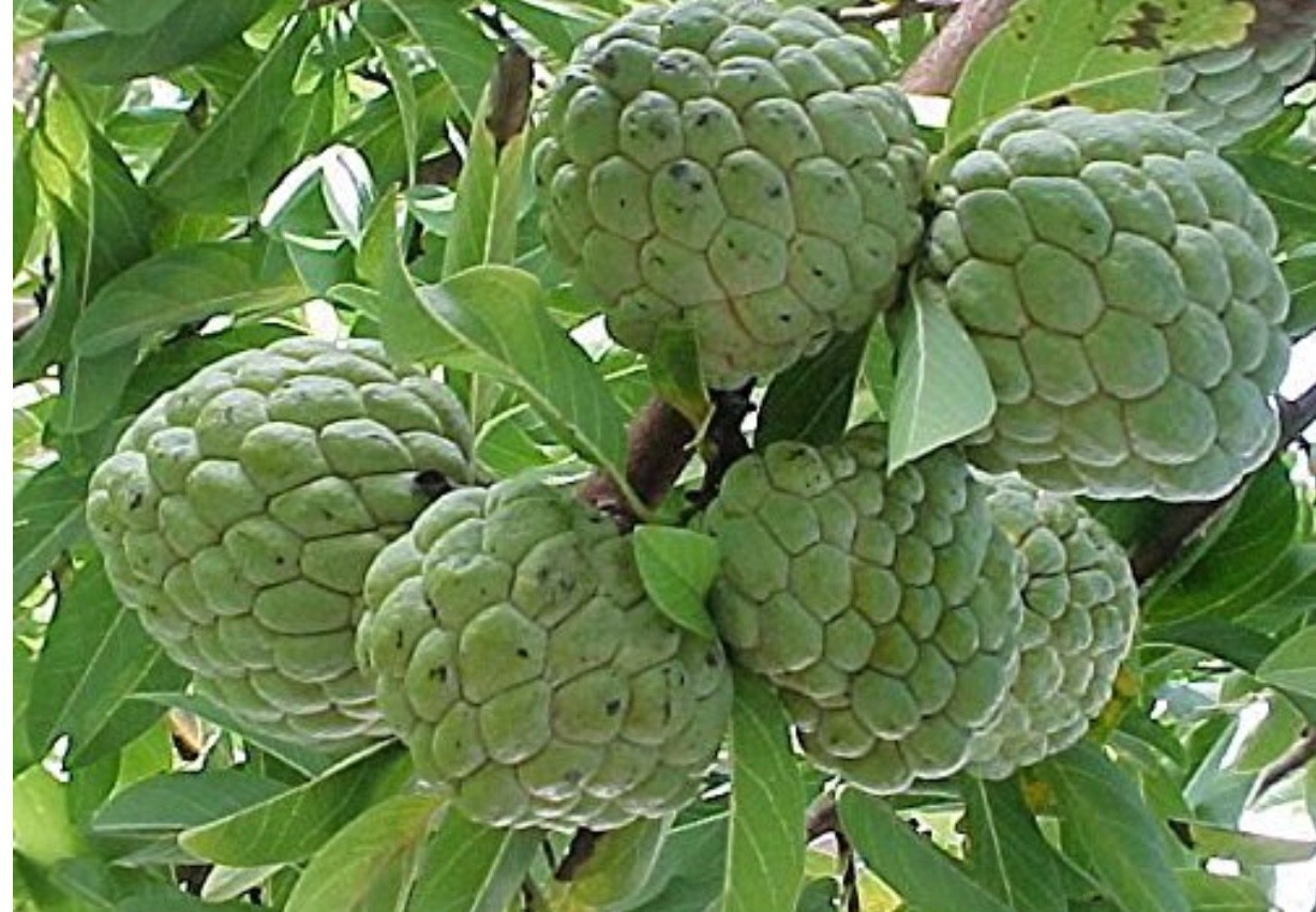 100 Healthy Sugar Apple Seeds Annona Squamosa Awesome Sweet Fruit