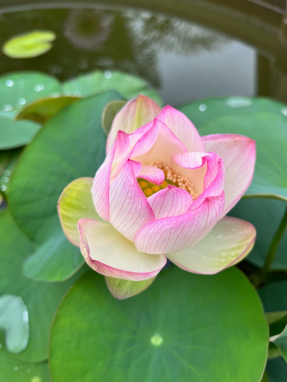 Pre Order Lotus Bonsai/ Mini Lotus roots 碗莲藕根 茶碗蓮 ちゃわんばす Lotus Bare Root