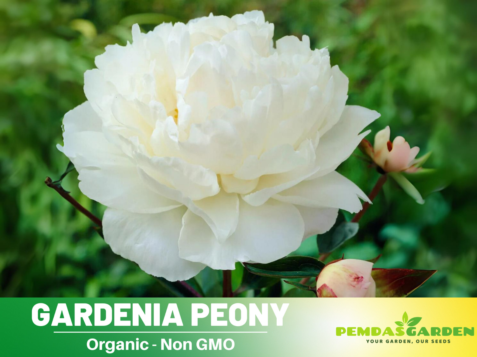 10+Seeds| Gardenia Peony Perennial Seeds #B045