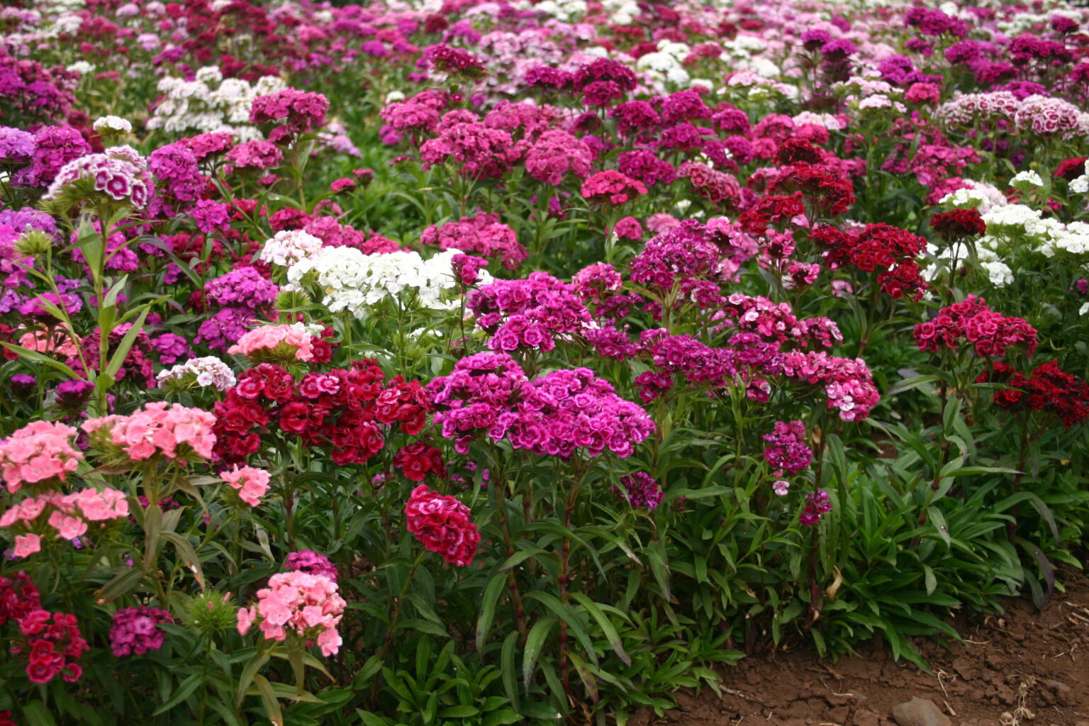 Sweet William Mix Seeds | Dianthus Barbatus Red Pink Carnation Flower Seed 2024