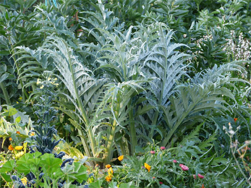 50+ Globe Artichoke Seeds Organically Grown USA Heirloom Non-GMO Packed For 2021