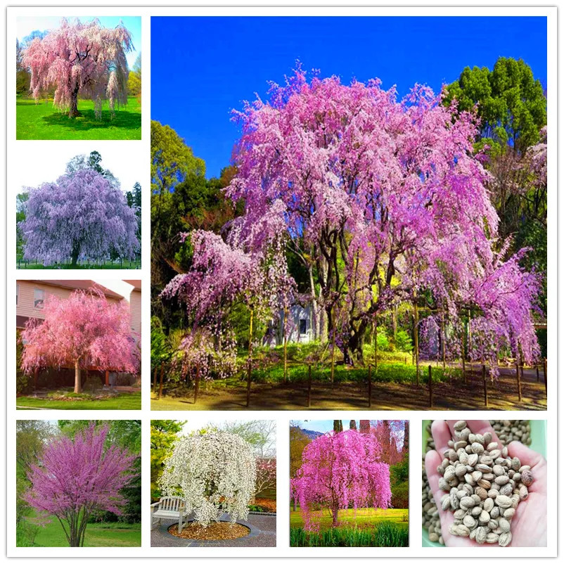 20 SEEDS for White WEEPING SAKURA CHERRY rare exotic full sun tree USA Seller
