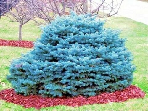 COLORADO BLUE SPRUCE TREE SEEDS (Picea pungens) “Glauca” Cold Hardy Bonsai Plant